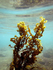 Sargassum obtusifolium