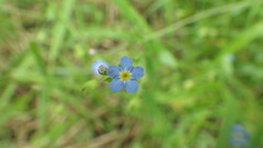 Myosotis secunda