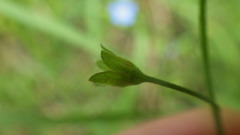 Myosotis secunda