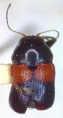 Griburius albilabris