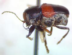 Griburius albilabris