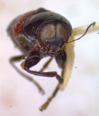 Griburius albilabris