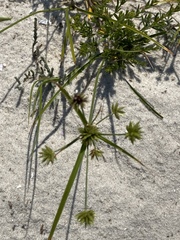 Cyperus bipartitus