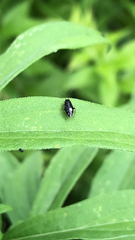 Orthotylinae