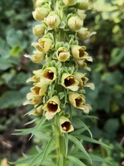 Digitalis ferruginea