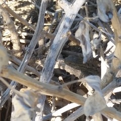 Sceloporus occidentalis