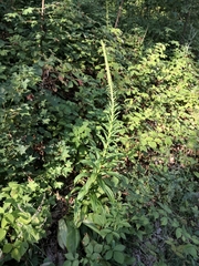 Digitalis ferruginea