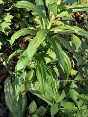 Digitalis ferruginea