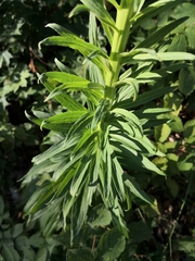 Digitalis ferruginea