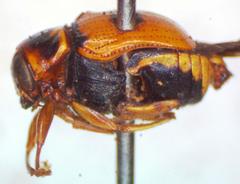 Griburius personatus