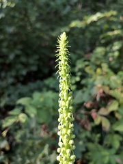 Digitalis ferruginea