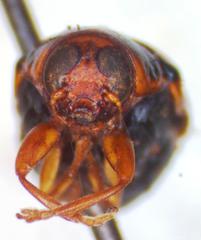 Griburius personatus
