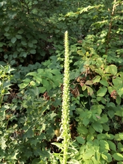 Digitalis ferruginea