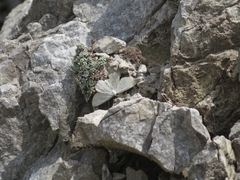 Gnophini