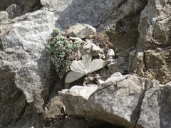 Gnophini