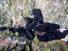 Holothuria difficilis