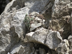 Gnophini
