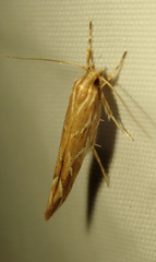 Pyroderces argyrogrammos