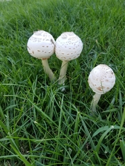 Chlorophyllum molybdites