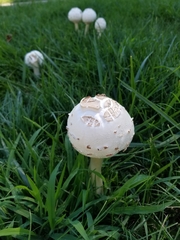 Chlorophyllum molybdites