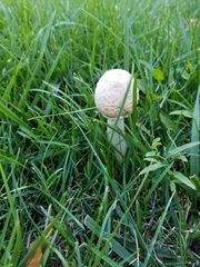Chlorophyllum molybdites