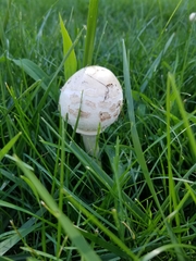 Chlorophyllum molybdites