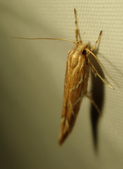 Pyroderces argyrogrammos