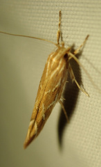 Pyroderces argyrogrammos