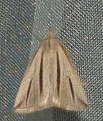 Macrochilo bivittata