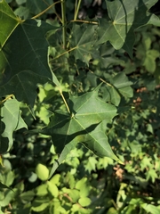 Acer laetum