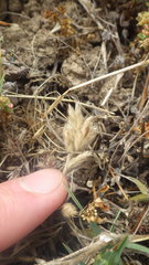 Bromus hordeaceus ferronii