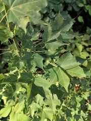 Acer laetum