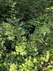 Acer laetum
