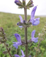 Salvia virgata