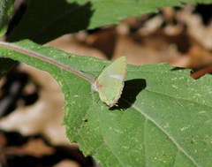 Cyanophrys miserabilis