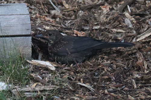 Turdus merula