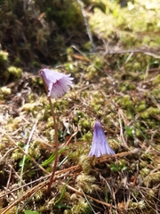 Soldanella