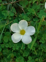 Oxalis minuta