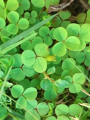 Oxalis minuta
