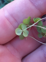 Oxalis minuta