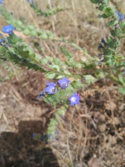 Anchusa calcarea