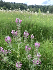 Ononis spinosa hircina