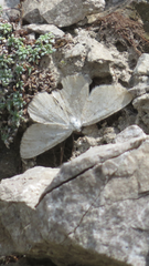 Gnophini