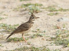 Galerida cristata cypriaca