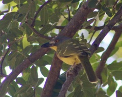 Malaconotus blanchoti