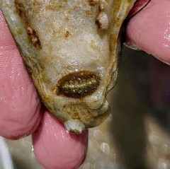 Acanthochitona