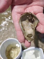 Acanthochitona
