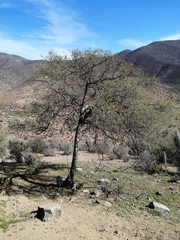 Cordia decandra