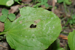 Golovinomyces sordidus