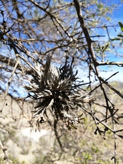 Cordia decandra